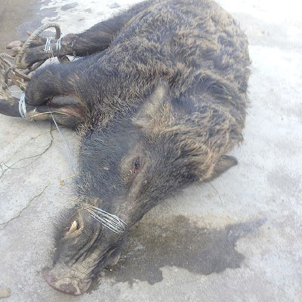 貴陽李先生捕獲癸大野豬 貴陽李先生捕獲癸大野豬